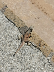Laudakia cypriaca
