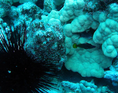 Pervagor aspricaudus