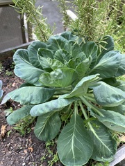 Brassica oleracea gemmifera