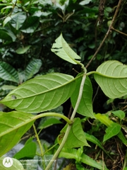 Drymonia macrophylla