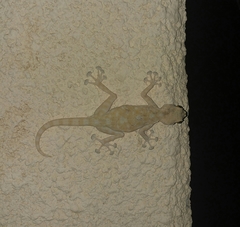 Ptyodactylus guttatus
