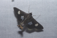 Diaphania exclusalis