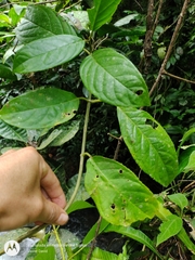 Drymonia macrophylla