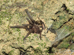 Dolichothele exilis