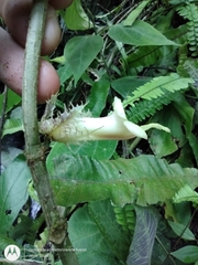 Drymonia macrophylla