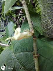 Drymonia macrophylla