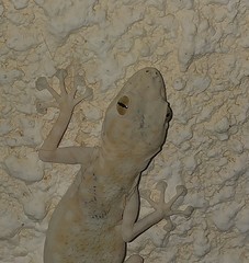 Ptyodactylus guttatus