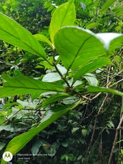 Drymonia macrophylla