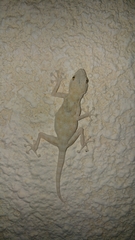 Ptyodactylus guttatus
