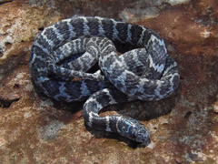 Dipsas ventrimaculata