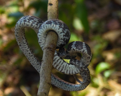 Dipsas ventrimaculata