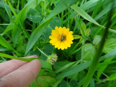 Usia versicolor