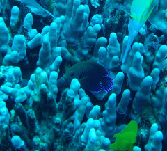 Centropyge potteri