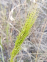 Aristida riparia