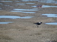Pluvialis squatarola