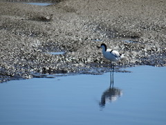 Recurvirostra avosetta