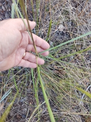 Aristida riparia