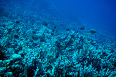 Pycnochromis pacifica