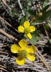 Ranunculus glaberrimus ellipticus