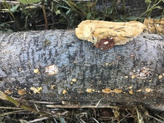 Trametes hirsuta image