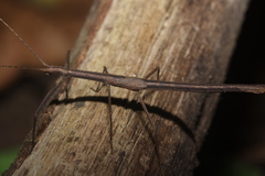 Pseudophasmatoidea