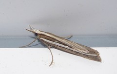 Orocrambus enchophorus