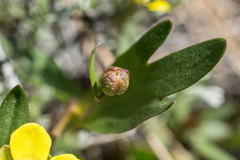 Ranunculus glaberrimus ellipticus