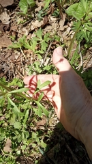Ranunculus micranthus