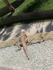 Laudakia cypriaca
