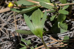 Ranunculus glaberrimus ellipticus
