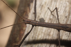 Pseudophasmatoidea