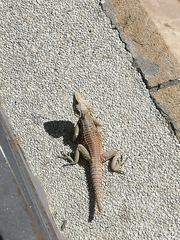 Laudakia cypriaca