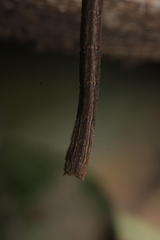 Pseudophasmatoidea
