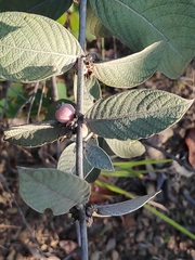 Sabicea brasiliensis