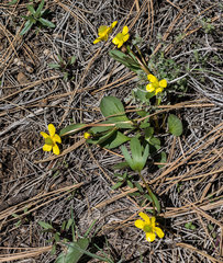 Ranunculus glaberrimus ellipticus
