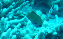 Pycnochromis pacifica