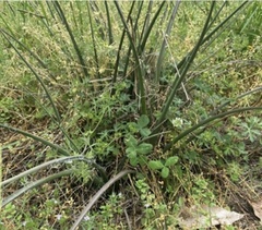 Hesperaloe parviflora