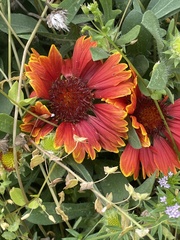 Gaillardia
