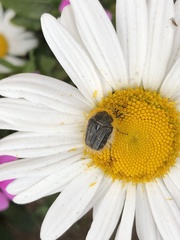 Tropinota squalida canariensis