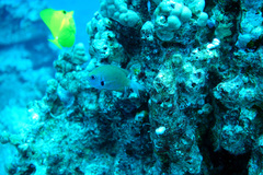 Pycnochromis pacifica