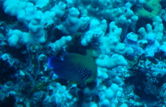 Centropyge potteri