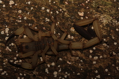 Centruroides limbatus