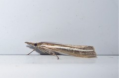 Orocrambus enchophorus