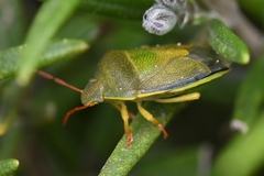 Piezodorus lituratus