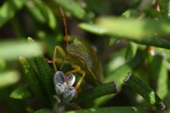 Piezodorus lituratus