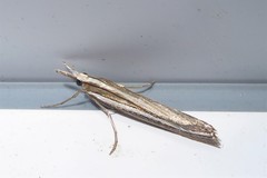 Orocrambus enchophorus