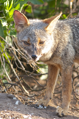 Lycalopex sechurae