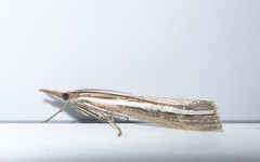 Orocrambus enchophorus