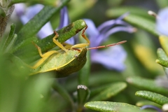 Piezodorus lituratus