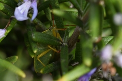 Piezodorus lituratus